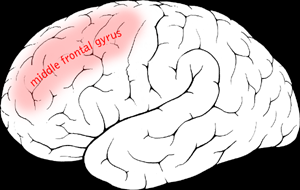 File:Middle frontal gyrus.png