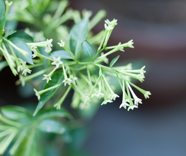 File:Night-blooming jasmine.jpg