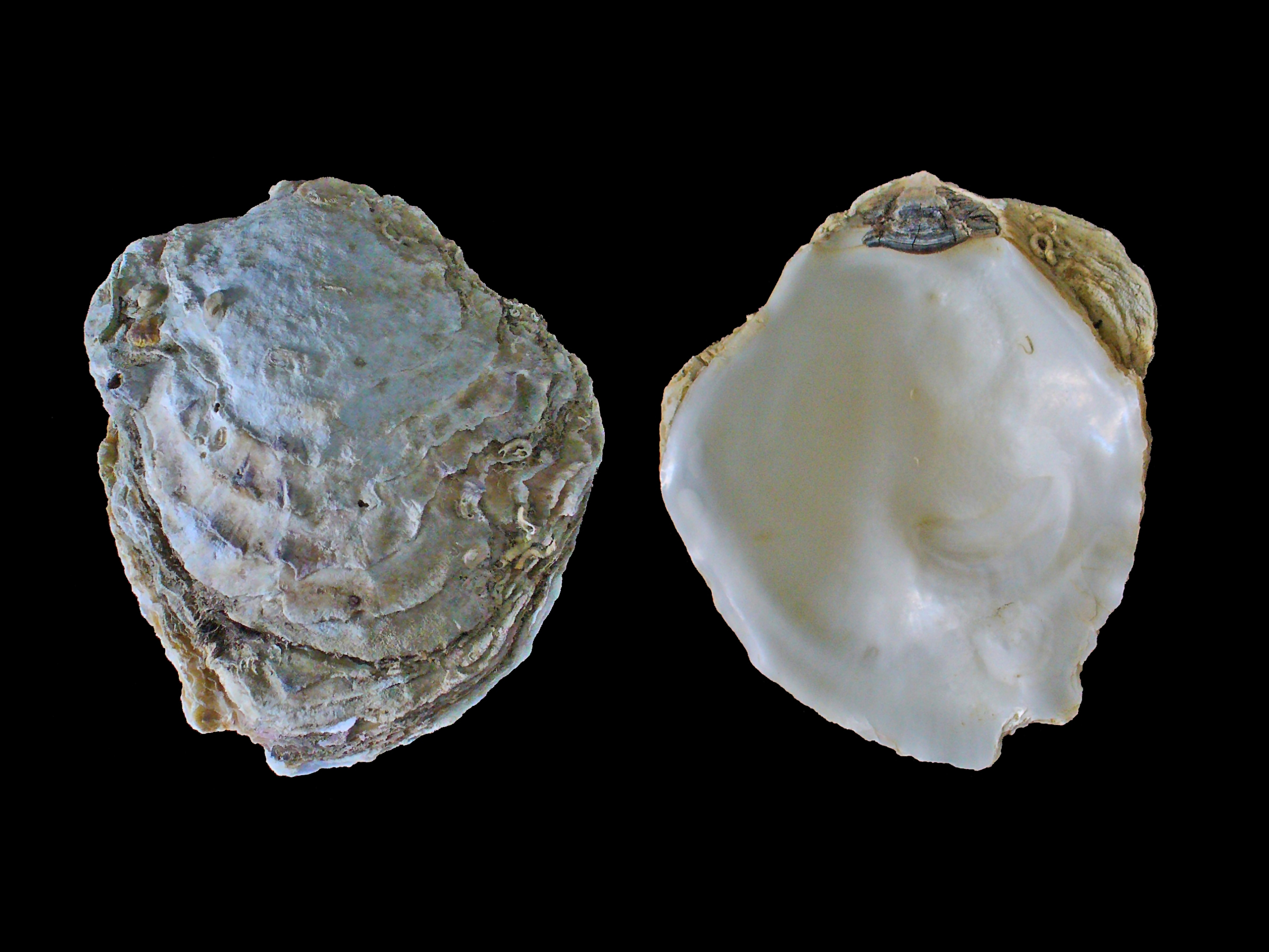 Oyster Identification Chart