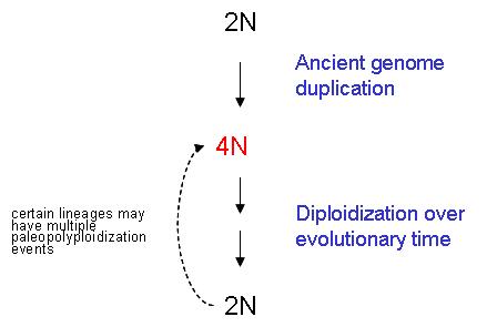 Ploidy - Wikipedia