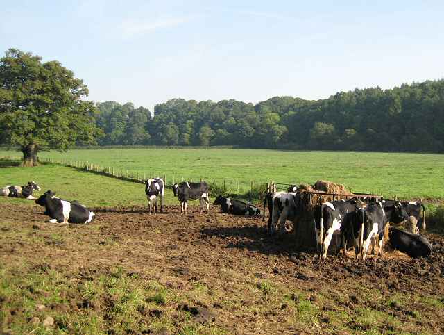 Pastures above the Caldew - geograph.org.uk - 986859
