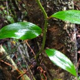 <i>Petermannia</i> Genus of flowering plants