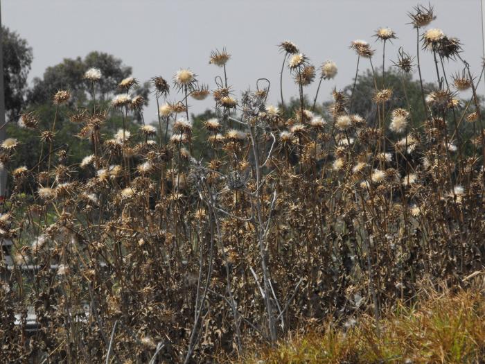 File:PikiWiki Israel 2254 Plants of Israel שדה קוצים.jpg