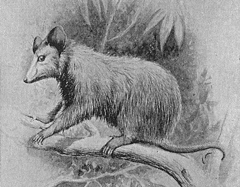 File:Possum7439.jpg