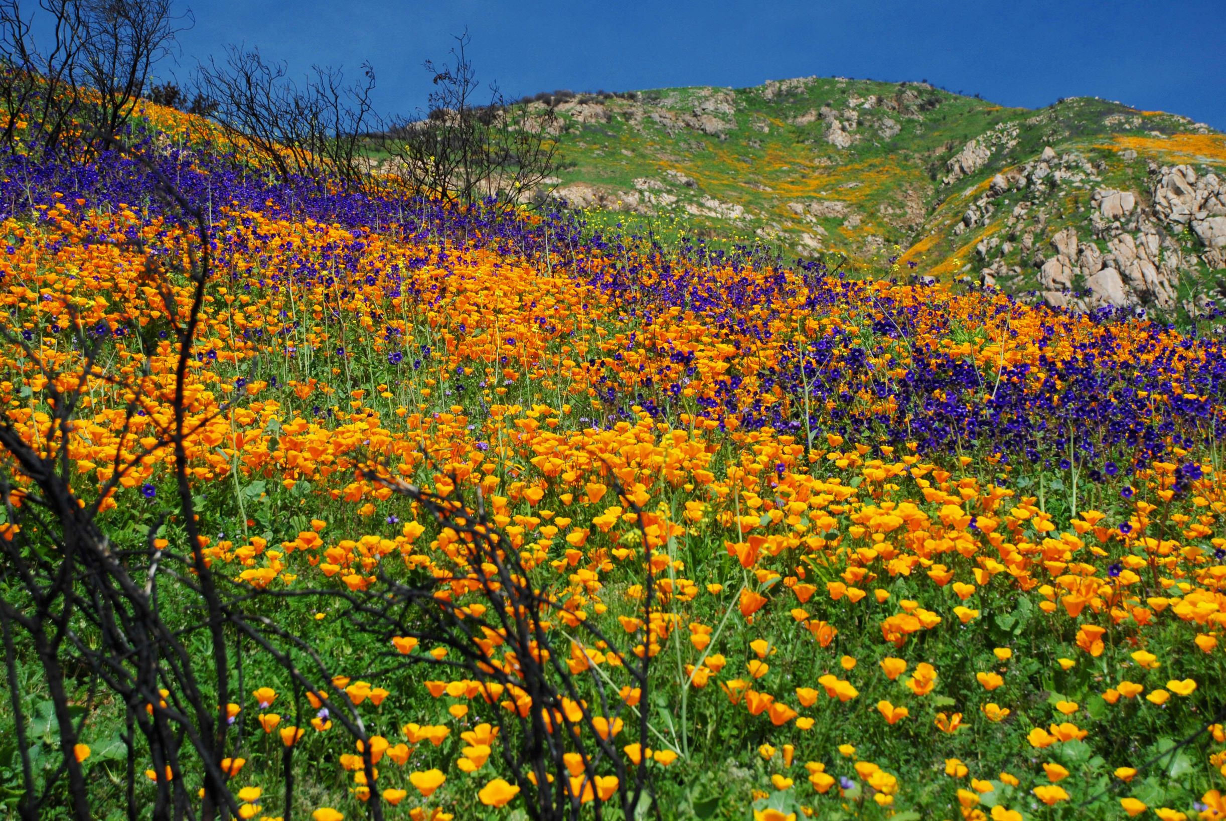 File:Post Fire Wildflowers.jpg - Wikimedia Commons