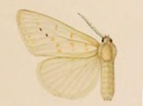 <i>Procanthia nivea</i>