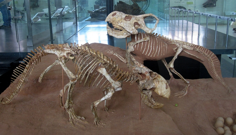 File:Protoceratops andrewsi AMNH.jpg