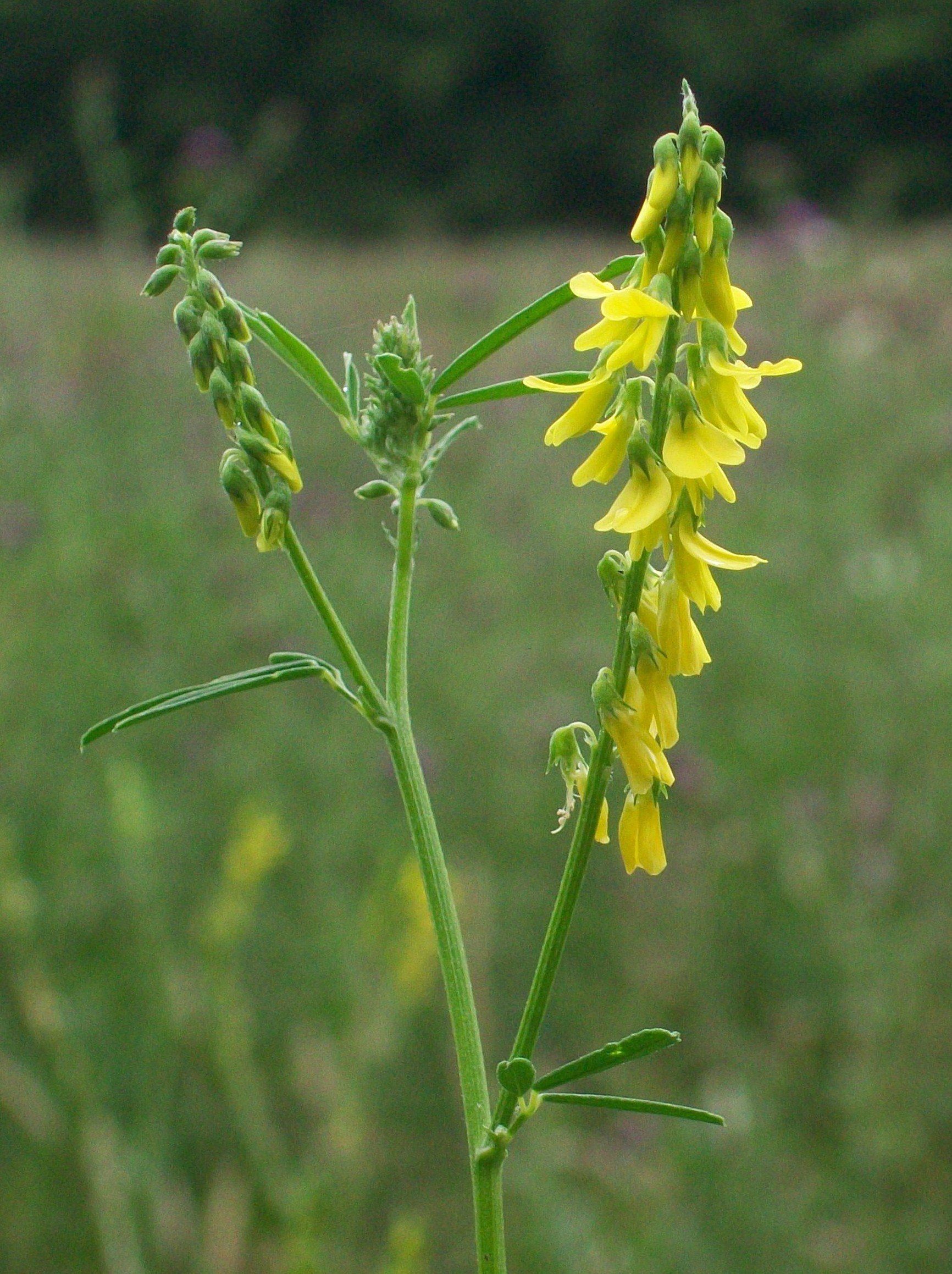 Донник желтый купить. Донник. Донник трава. Донник Melilotus officinalis. Донник буркун.