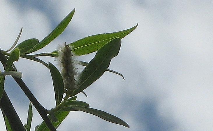 File:Salix chilensis.JPG