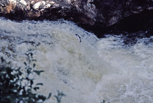 File:Salmon Leaping at the Falls of Shin, Sutherland - geograph.org.uk - 728824.jpg
