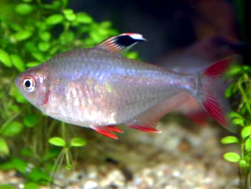 Neon tetra - Wikipedia