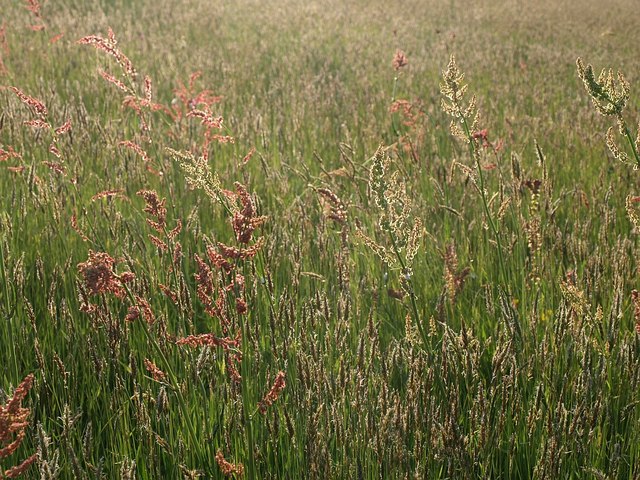 File:Sorrel in a meadow - geograph.org.uk - 808373.jpg