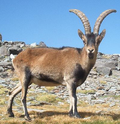 File:Spanish ibex.jpg