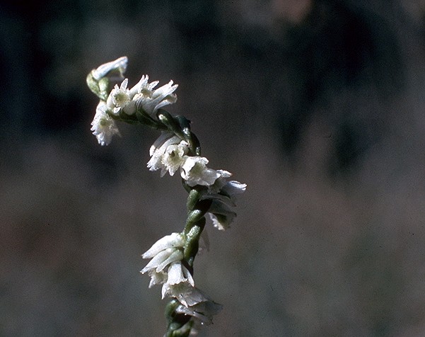 File:Spiranthes lacera var gracilis NRCS-001.jpg