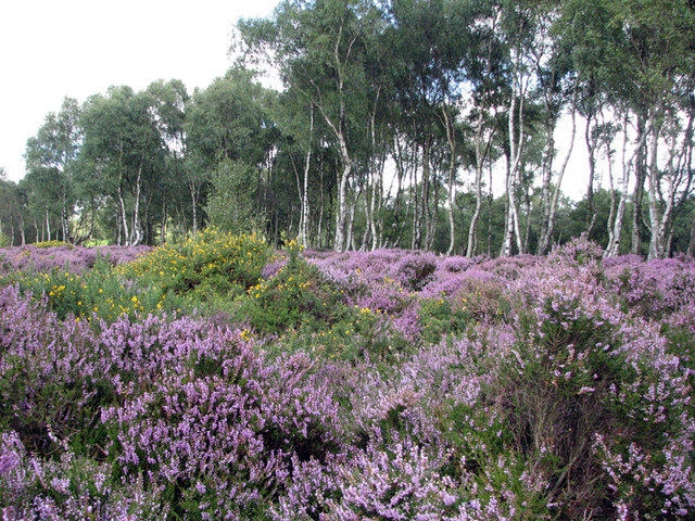 Stanton Moor, heather, gorse and silver birch - geograph.org.uk - 1455696