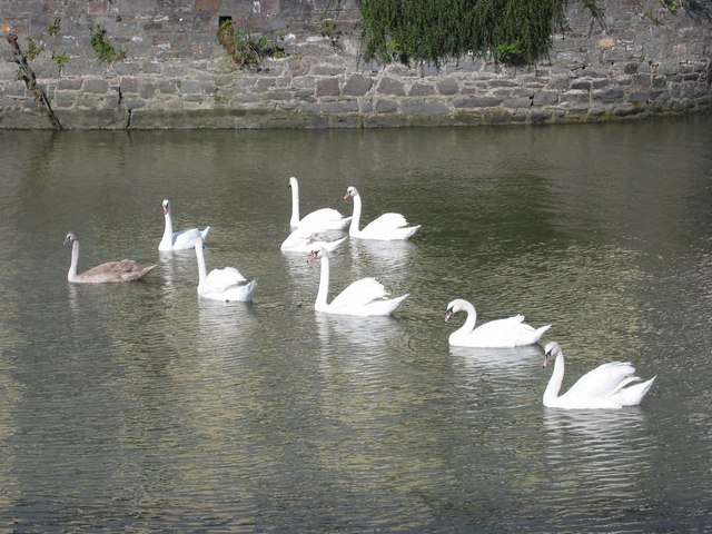 File:Swans at the Scotch Quay - geograph.org.uk - 835551.jpg
