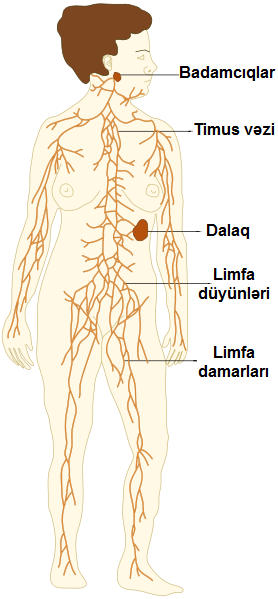 Limfa sistemi