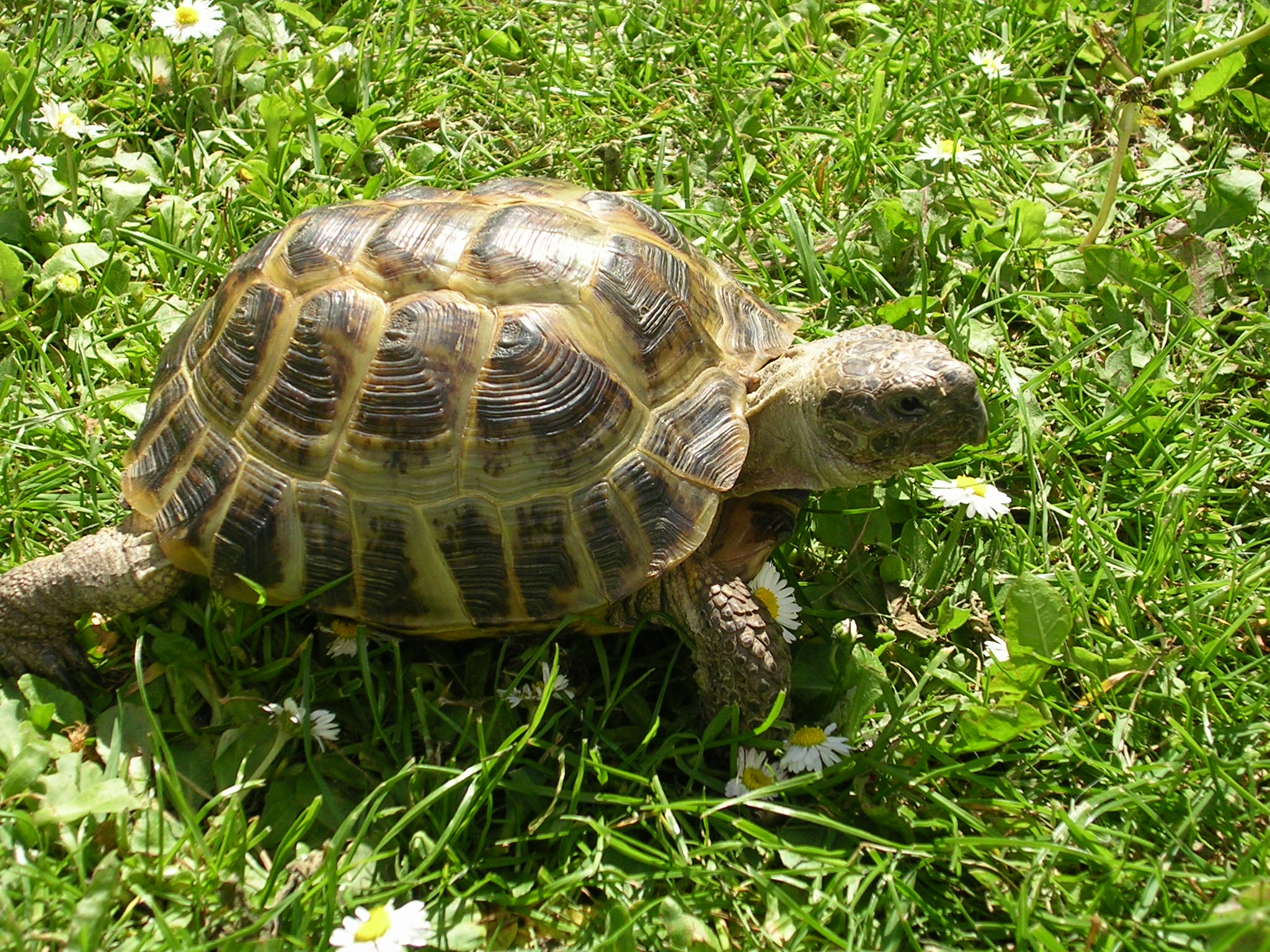 Черепашка. Среднеазиатская Степная черепаха. Среднеазиатская черепаха. Среднеазиатская сухопутная черепаха. Желтоногая черепаха шабути.