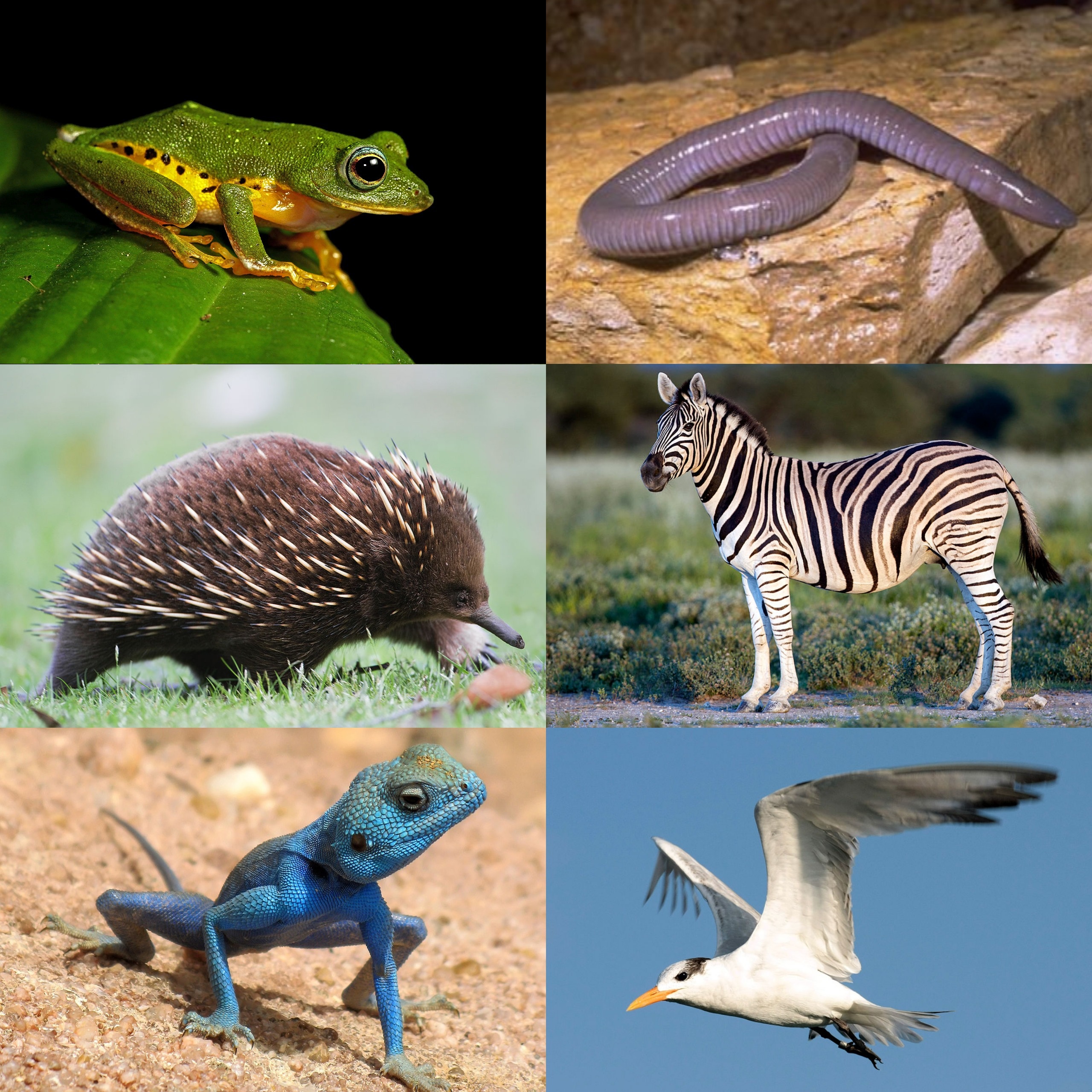 vertebrates animals list