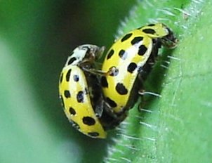 File:Thea.vigintiduopunctata.mating.lateral.jpg