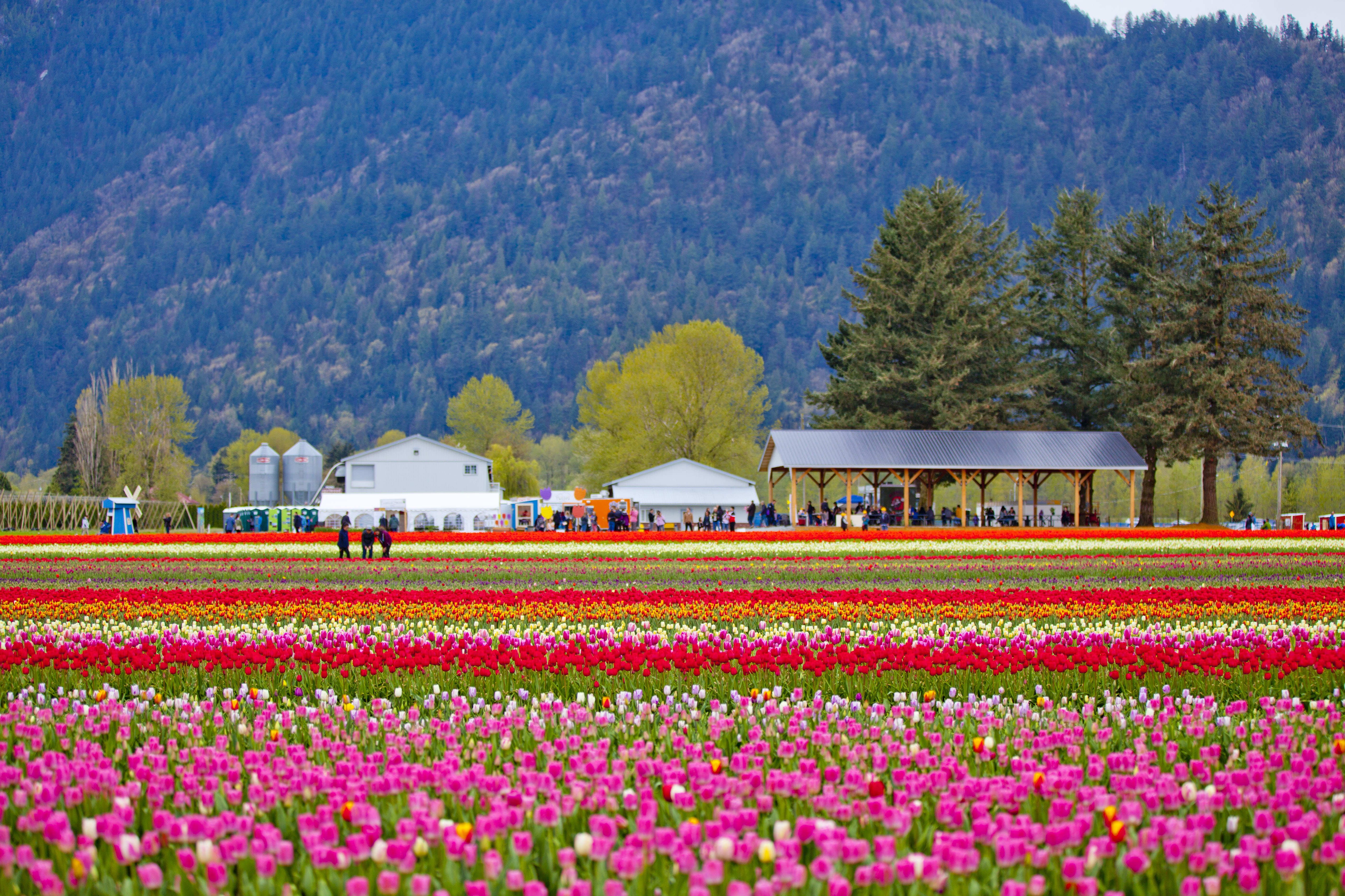 Chilliwack Tulip Festival