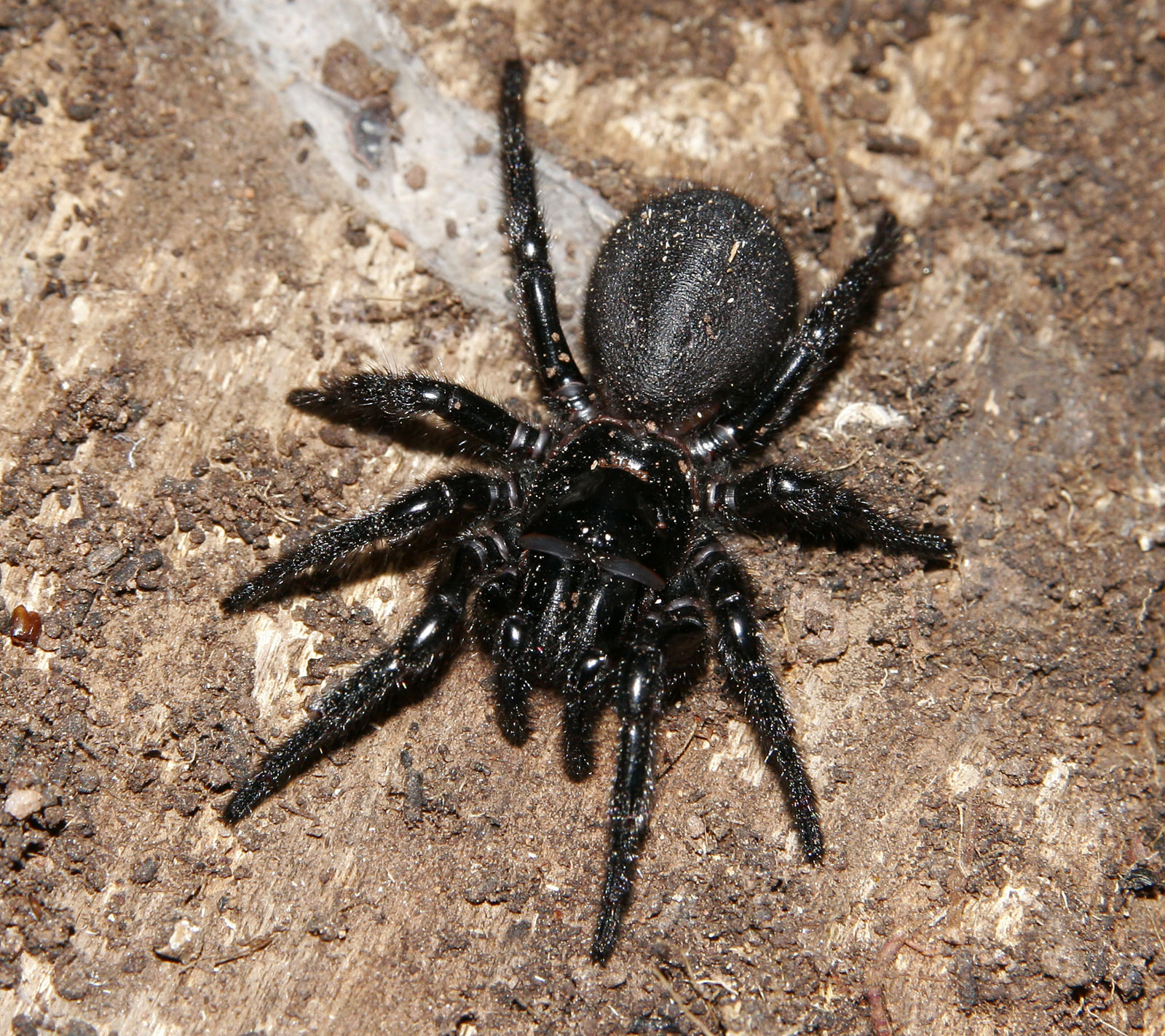 Австралийский воронковый паук