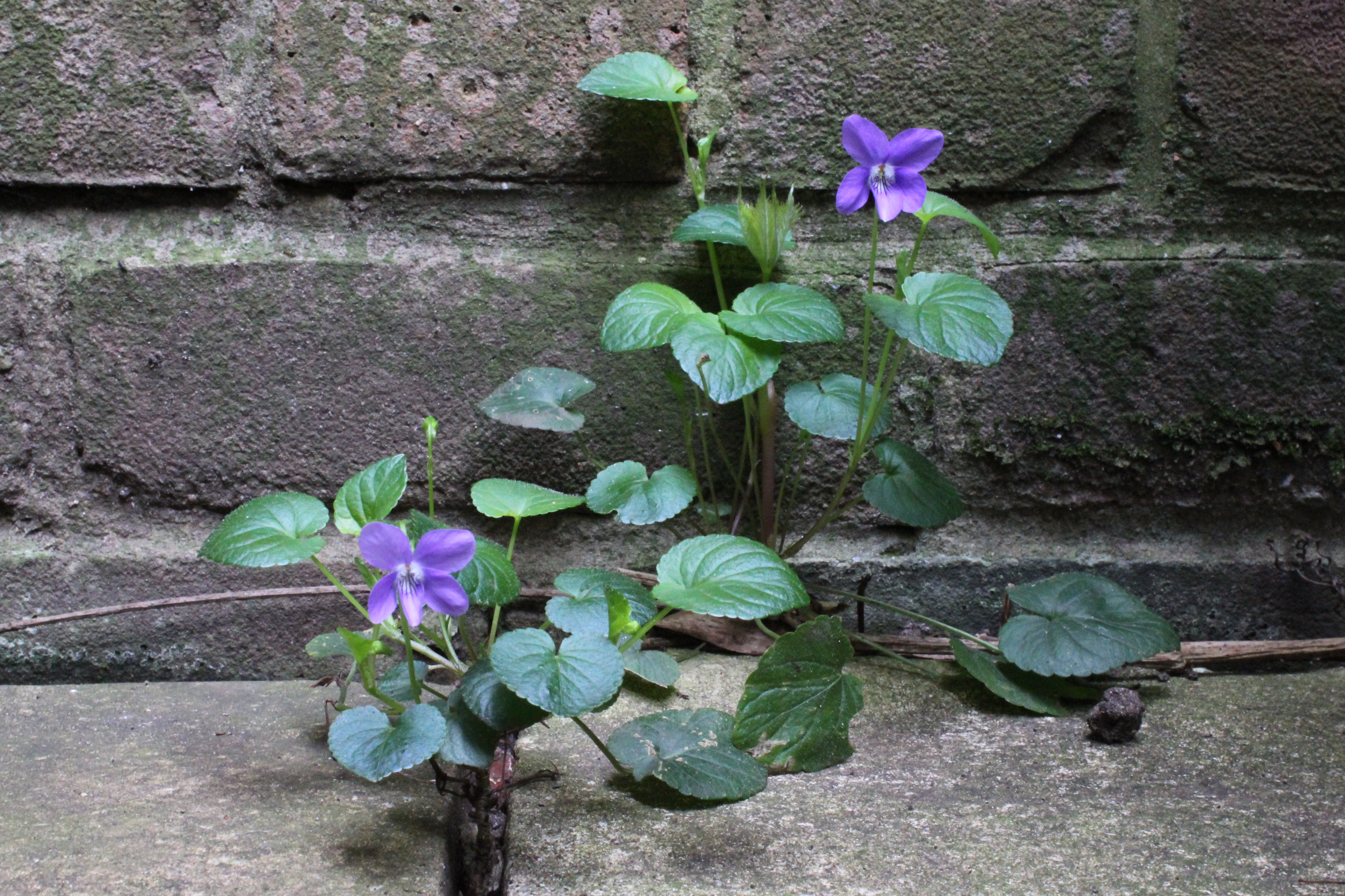 Viola philippii