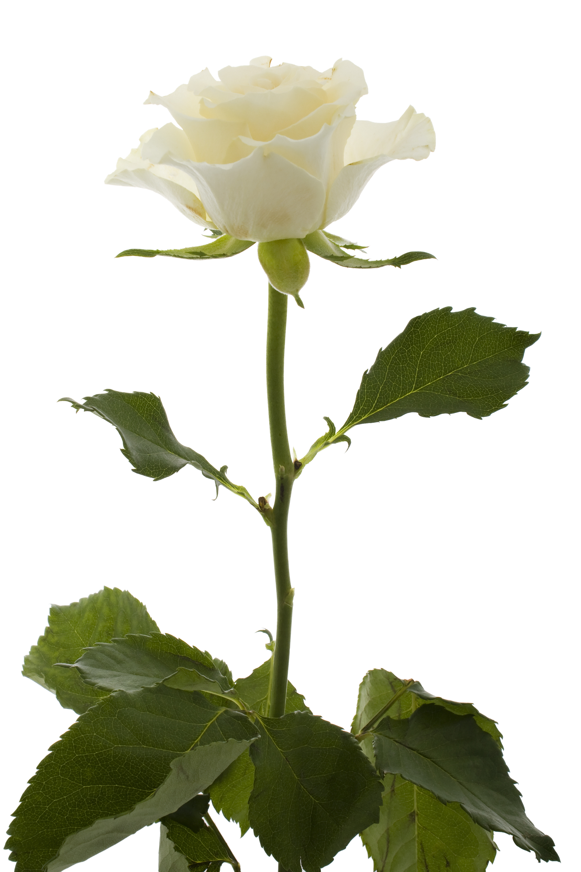 Белые розы1