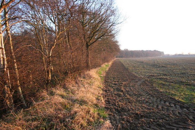 File:Wigsley Park hedgeline - geograph.org.uk - 685019.jpg