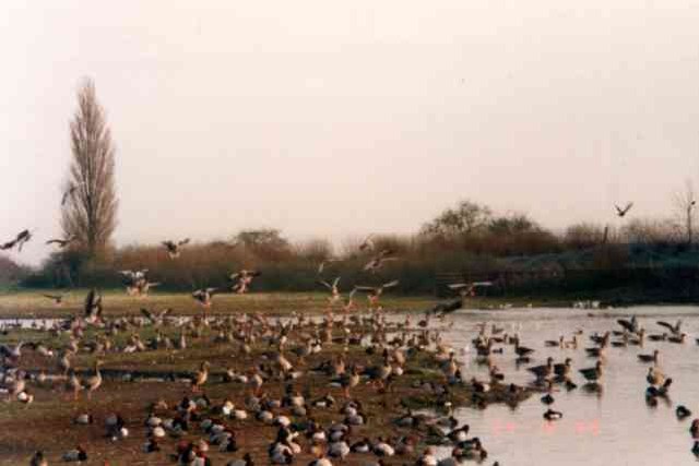 Wildfowl and Wetlands reserve. Slimbridge. - geograph.org.uk - 23311