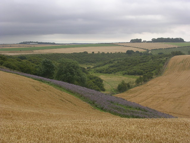 Wolds Way, Camp Dale - geograph.org.uk - 120277