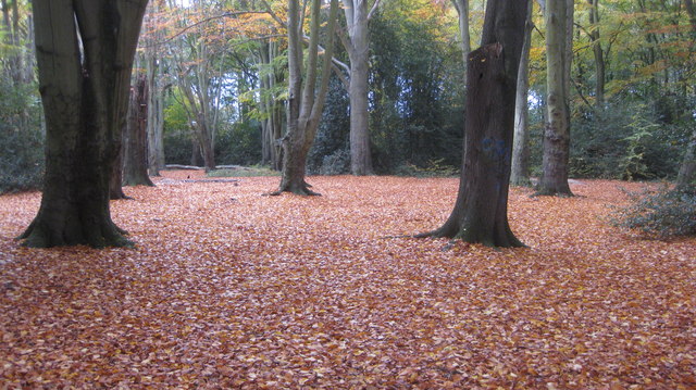 File:Woodland scene - geograph.org.uk - 2143018.jpg