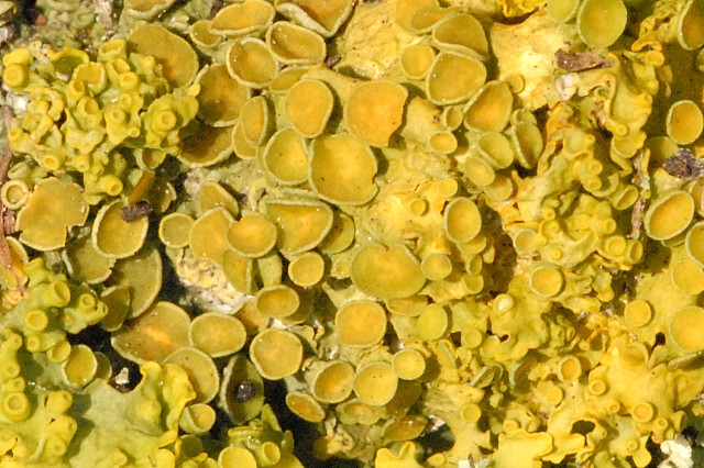 File:Xanthoria.polycarpa.-.lindsey.jpg