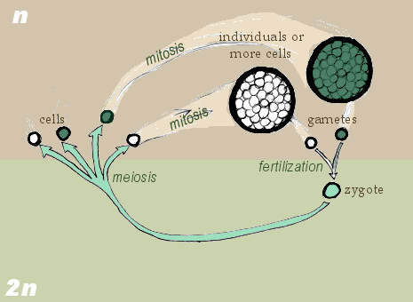 Zygotic meiosis.png
