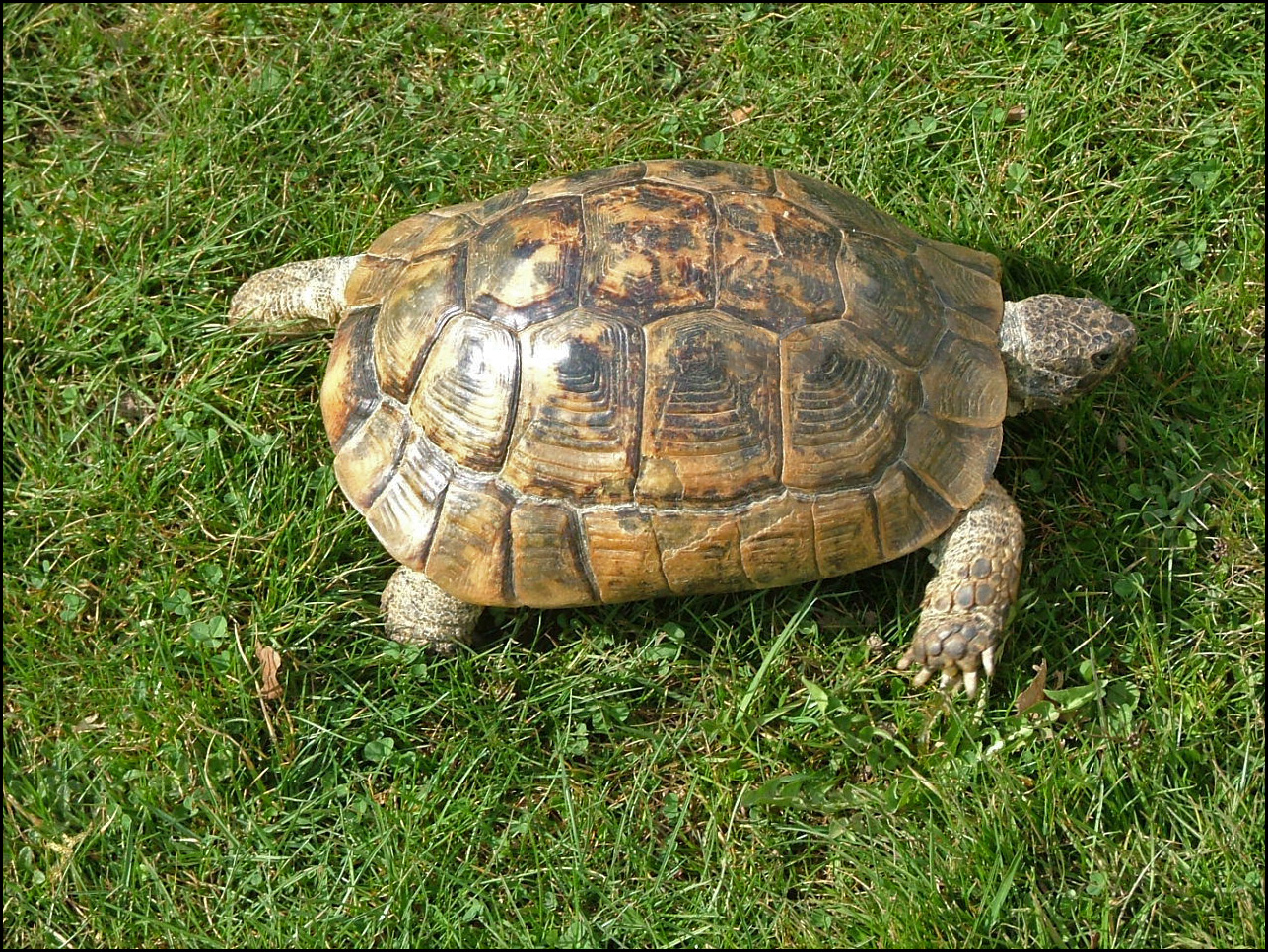 T turtle. Средиземноморская черепаха. Египетская черепаха. Testudo Graeca Ibera. Средиземноморская черепаха в Анапе.