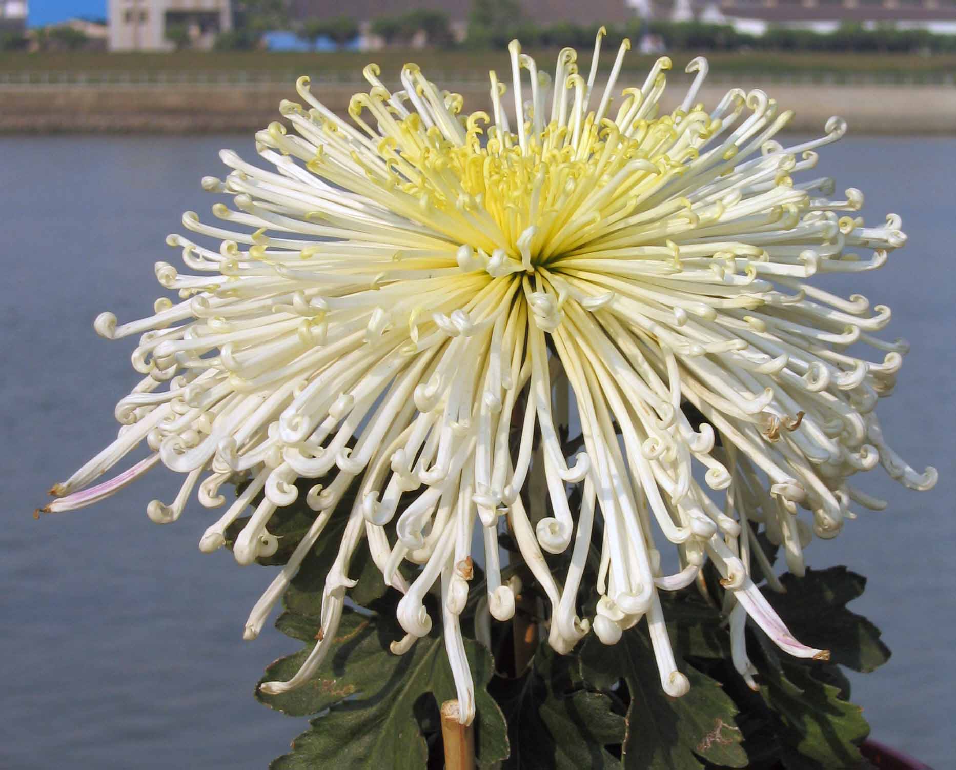 Сохнут хризантемы. Хризантема морифолиум. Chrysanthemum morifolium White. Хризантема (菊 - «Кику»). Целестин Хризантема.