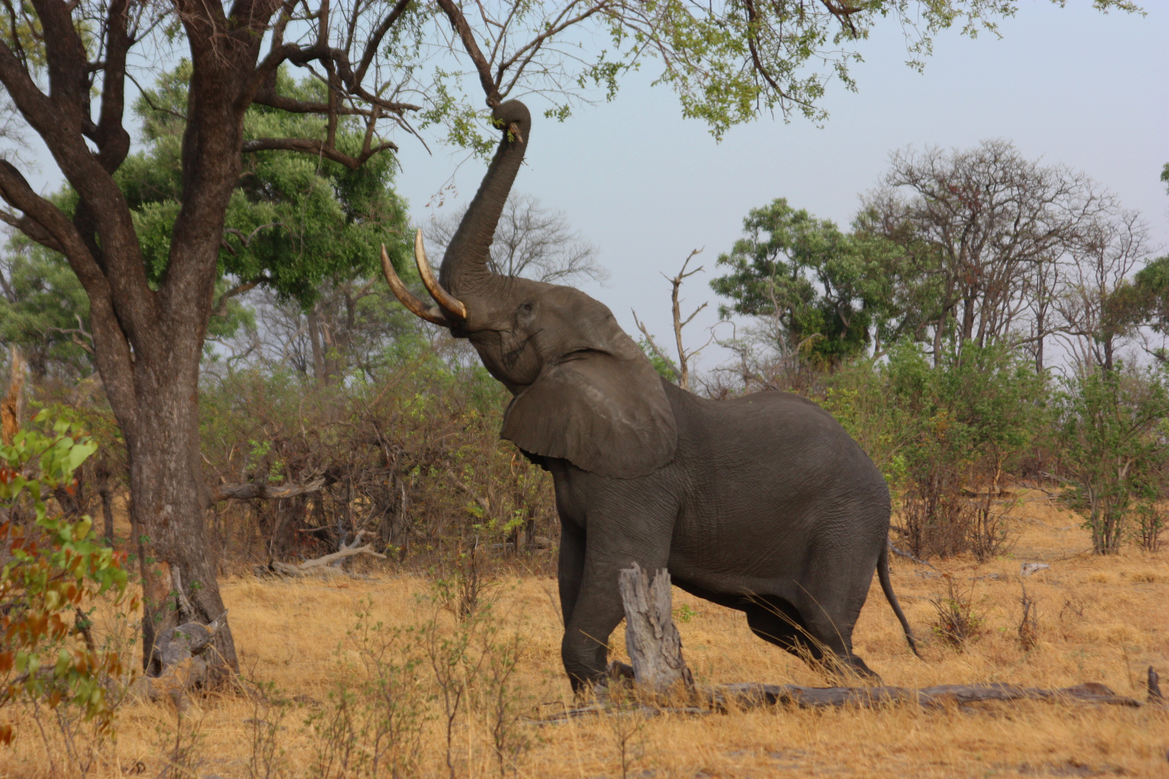Fileafrican Elephant Loxodonta Africana Reaching Up 3