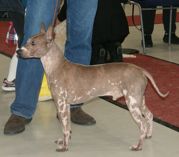 File:American Hairless Terrier in Finland.jpg