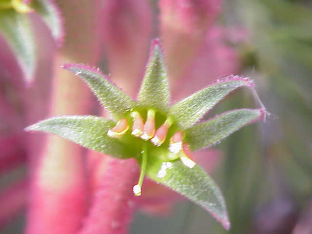 File:Anigozanthos flavidus7.jpg