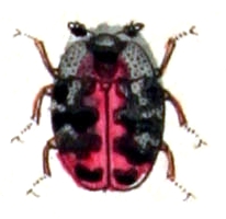 File:Anthrenus.scrophulariae.-.calwer.16.11.jpg