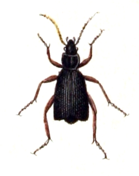 <i>Aptinus</i> Genus of beetles