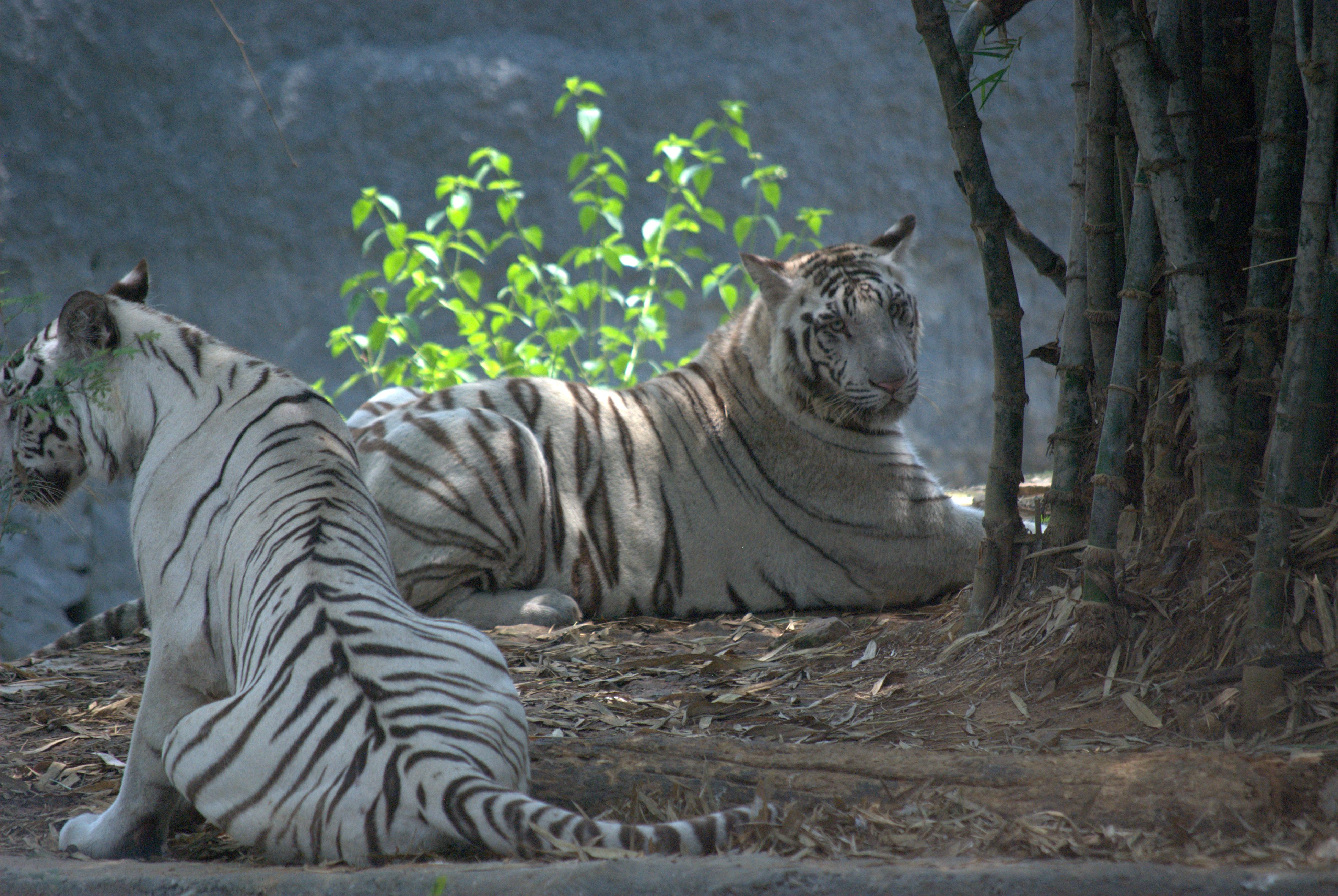 Image result for arignar anna zoological park