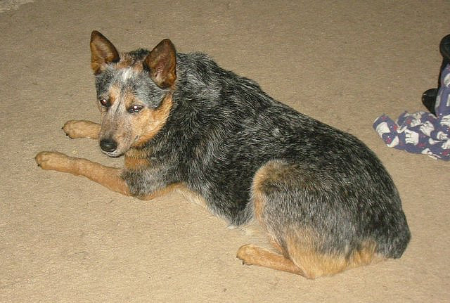 File:Australian stumpy tail cattle dog.jpg