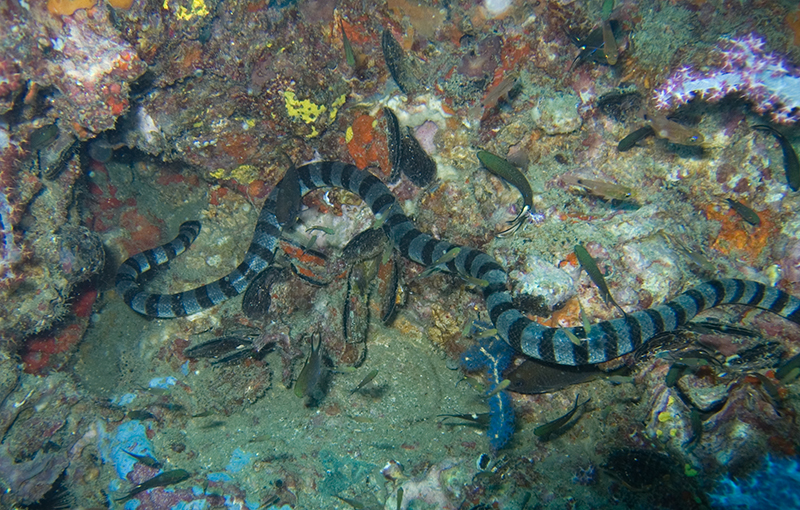 Sea snakes can sense objects at a distance by feeling movements in the water Banded_Sea_Snake-jonhanson