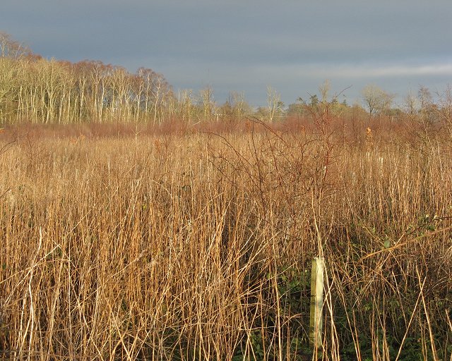 File:Bankhead Wood - geograph.org.uk - 309489.jpg