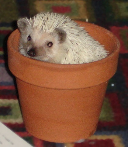 Baxter flower.jpg