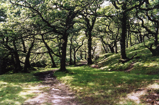 File:Brendon, Badgworthy Wood - geograph.org.uk - 44196.jpg