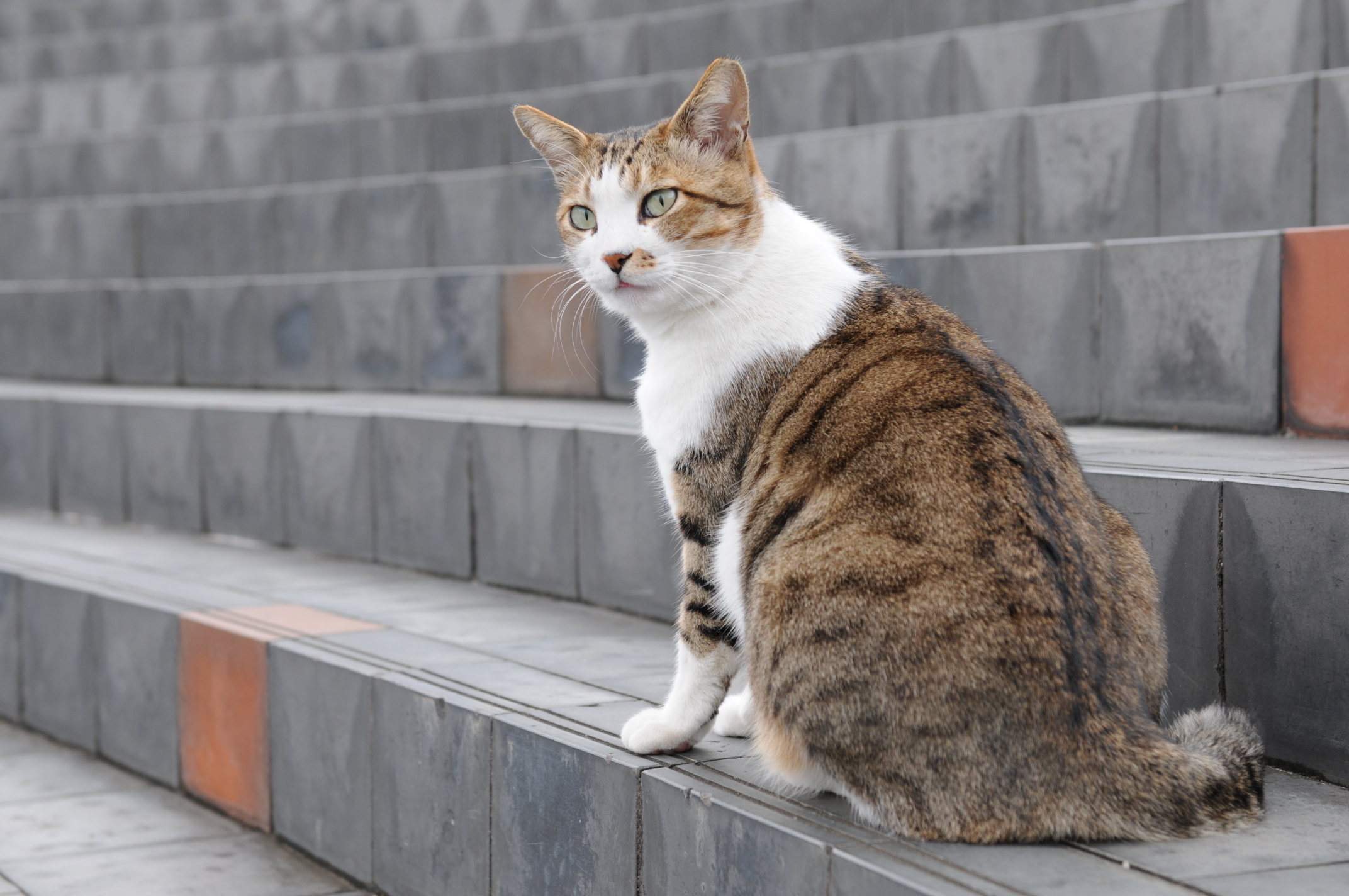 brown tabby cat with green eyes