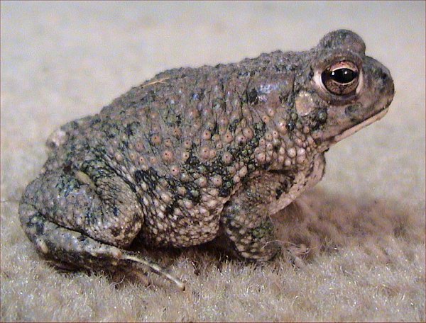 File:Bufo speciosus.jpg