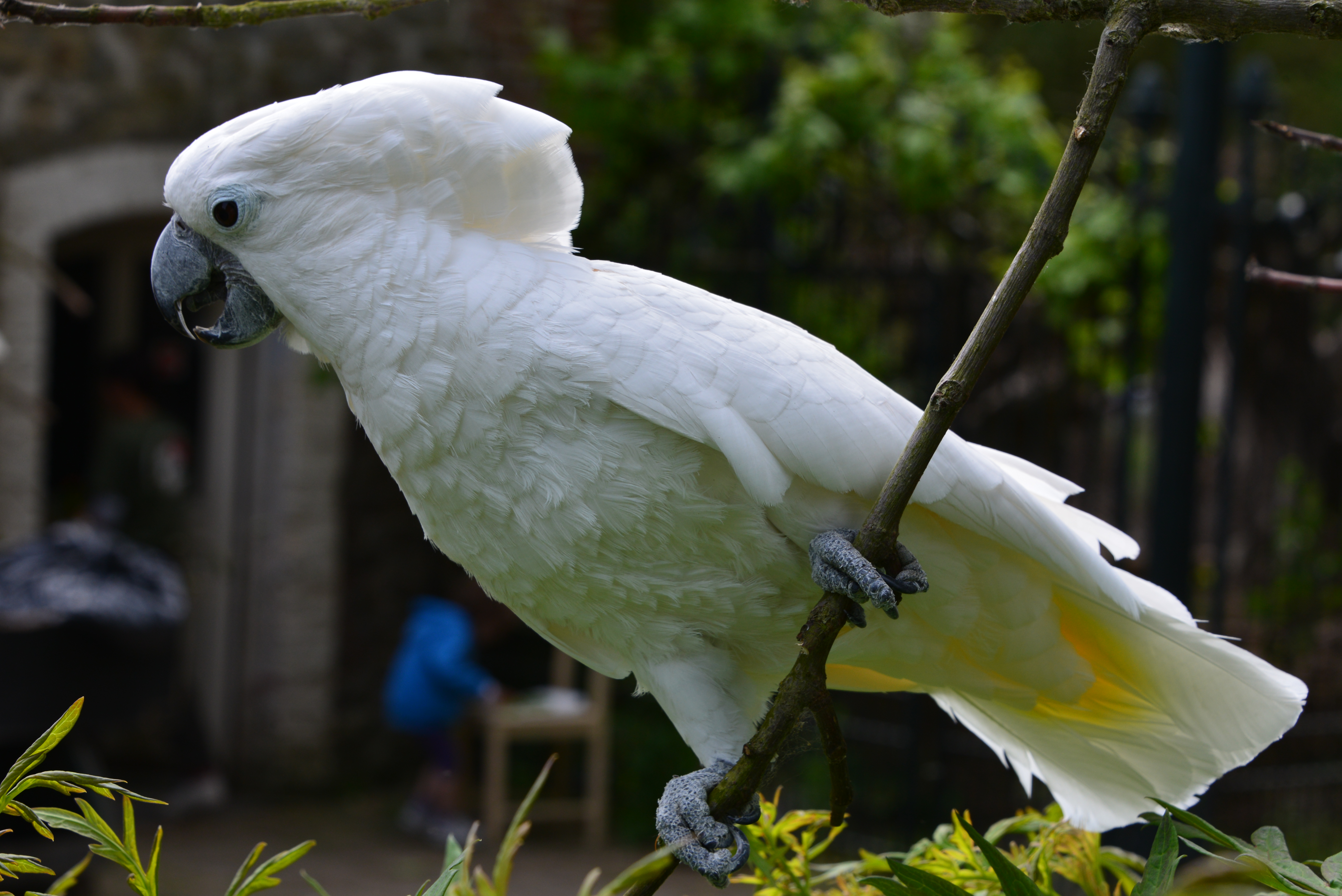 White hot sale pet birds